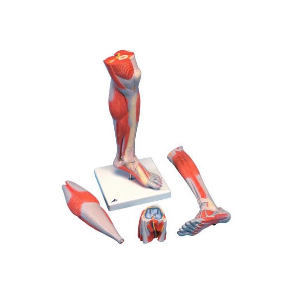 3B Anatomical Model - Life Size Lower Muscle Leg with Detachable Knee, 3-Part